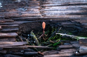 Life Finds a Way Hi Res   A3